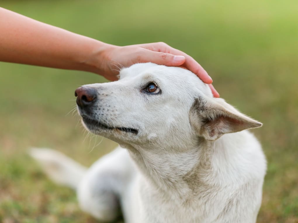 Go to "Preparing Your Dog for Vision Loss" article