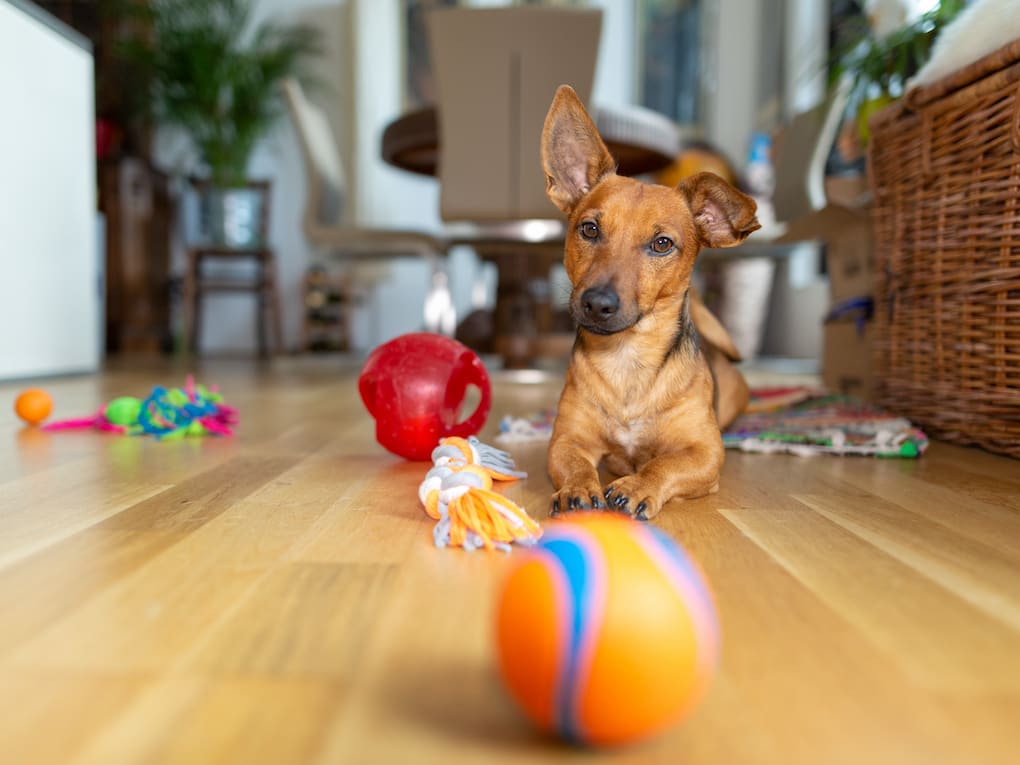 Go to "Dog Toy Safety Tips" article