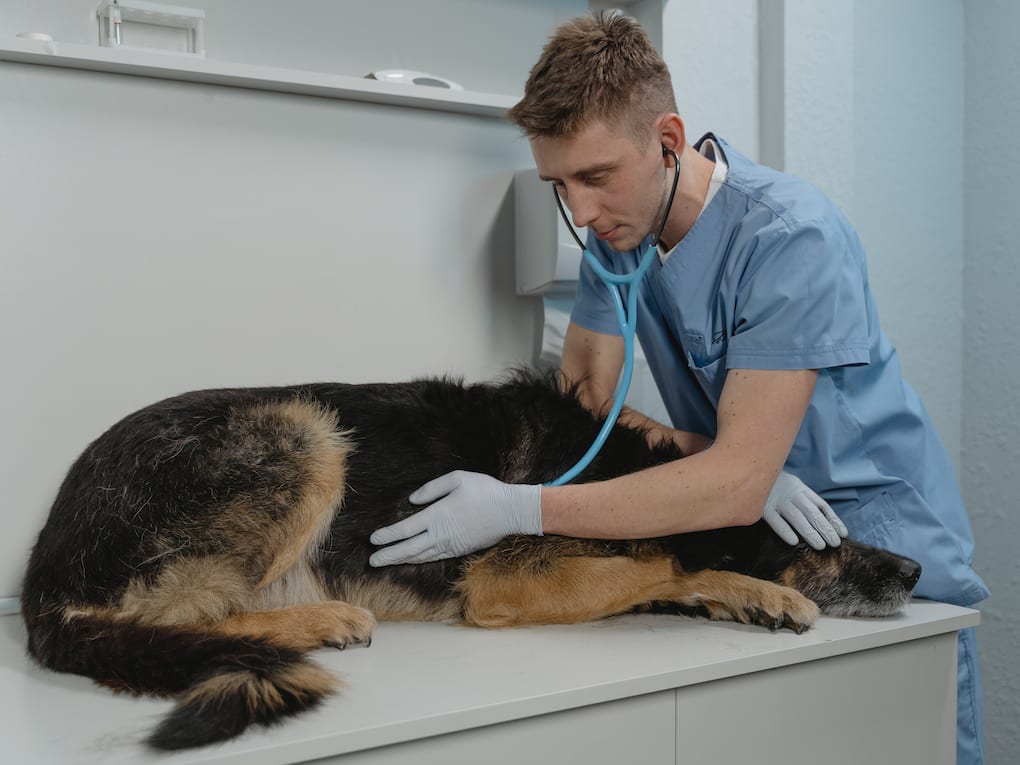 Go to "The Importance of Regular Vet Visits for Your Dog" article