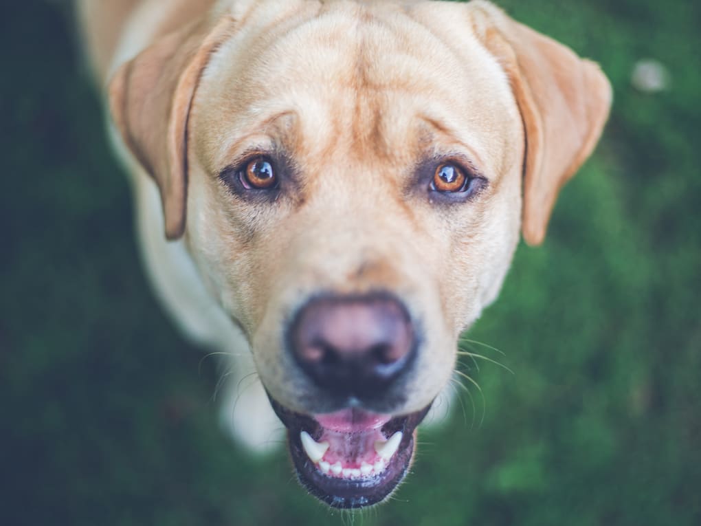 Go to "The Gene Behind Increased Appetite in Dogs" article