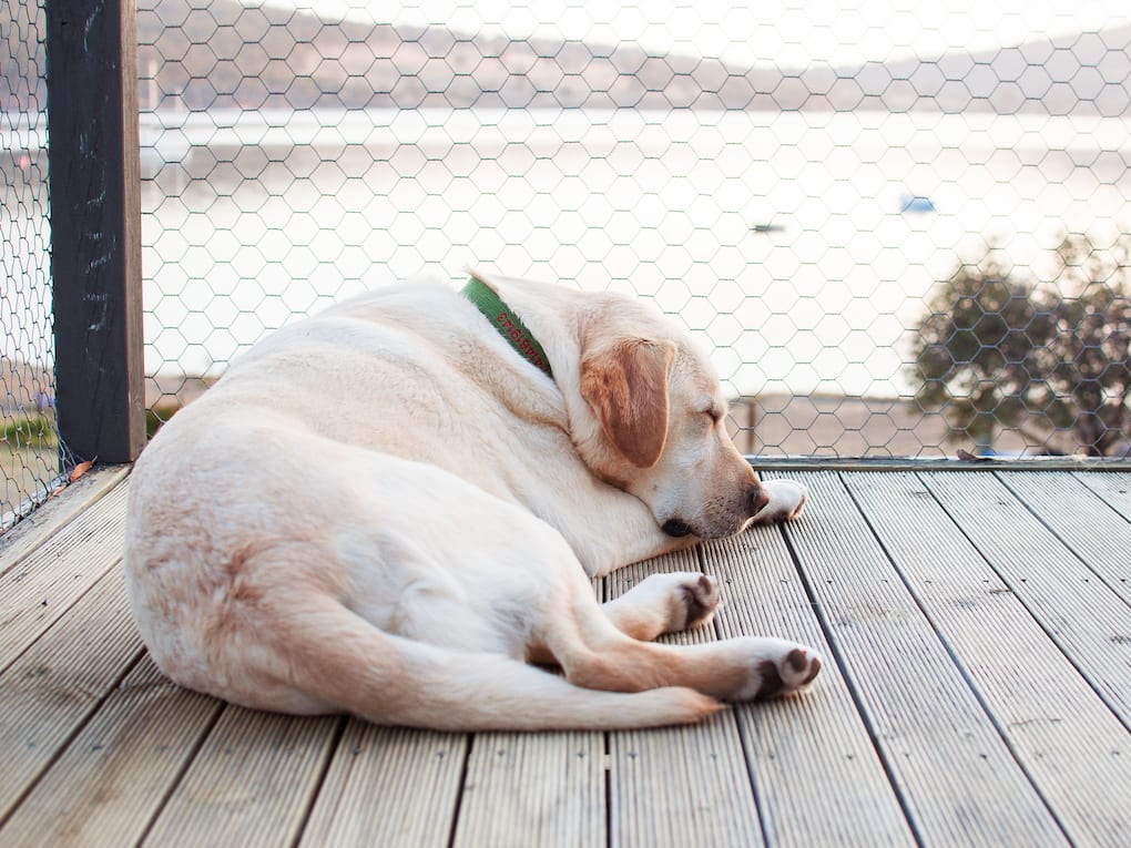 Go to "Can Dogs Get Sunburns?" article