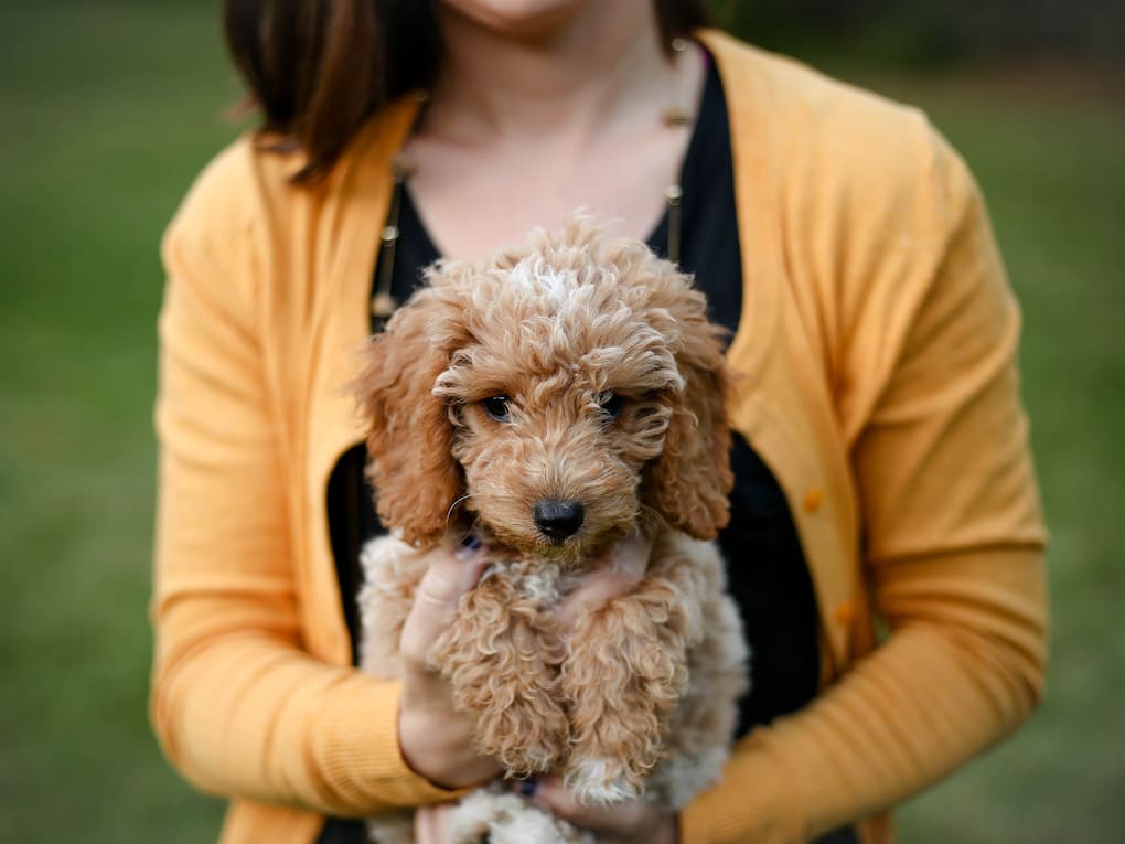 Go to "What to Buy For a New Puppy" article