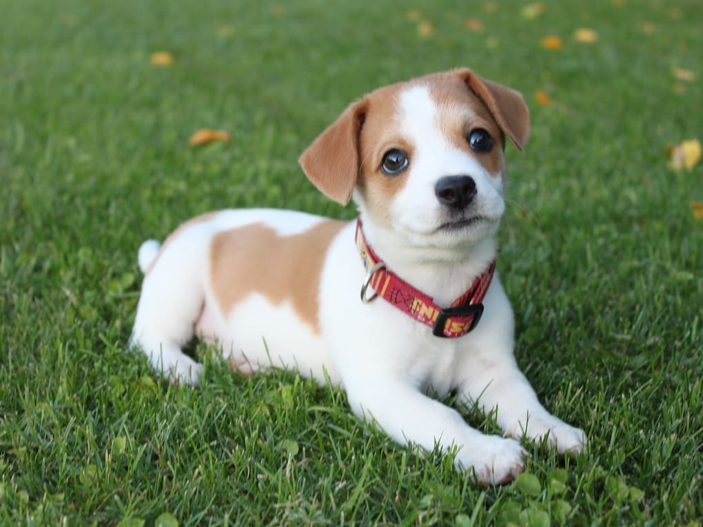 Go to "How to Train a Puppy" article