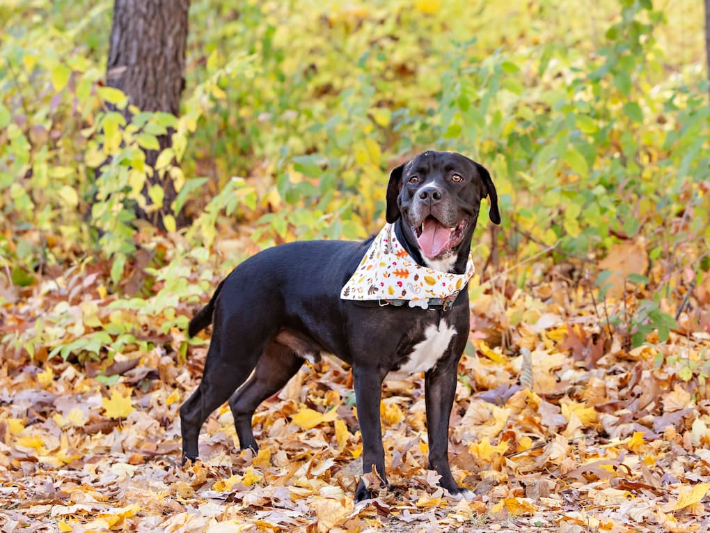 Go to "How DNA Testing Helps Shelter Dogs Get Adopted" article