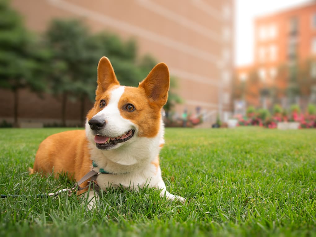 Go to "Most Popular Dog Names of 2024" article
