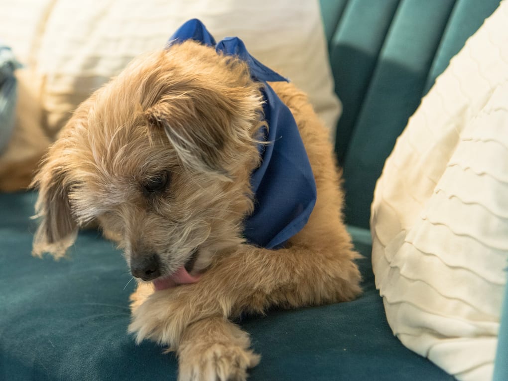 Go to "Contact Allergies in Dogs: Causes, Signs, and Treatment" article