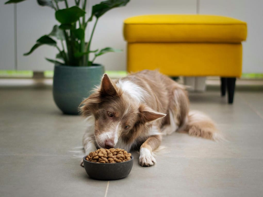 Go to "Food Allergies in Dogs: Types, Signs, and Common Triggers" article