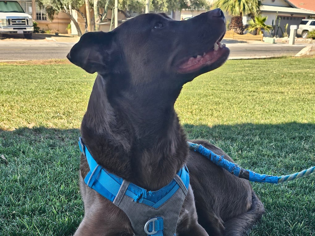Go to "Rex’s Breed Reveal" article