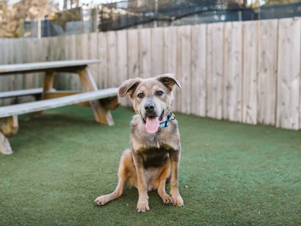 Go to "Rescued Dog Sugar Snap Makes Miraculous Recovery" article