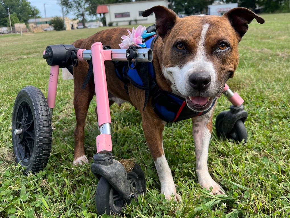Go to "Dahlia Breaks Barriers In Canine Disability" article