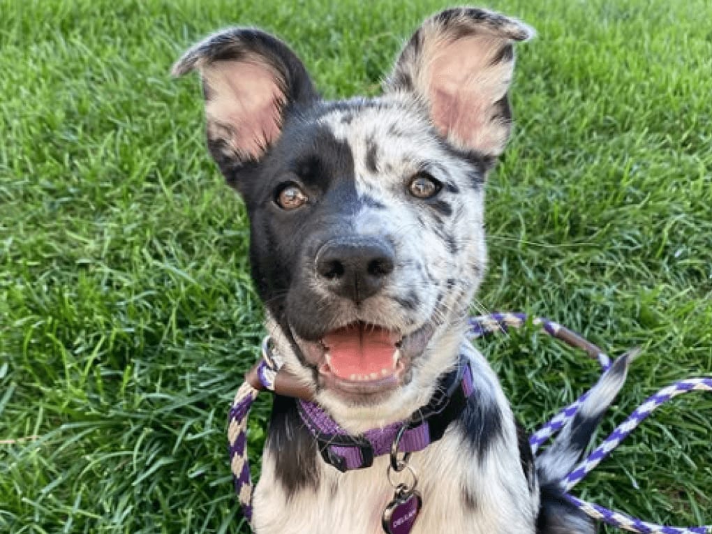 Go to "Top 5 Most Surprising Breeds in Embark Results" article