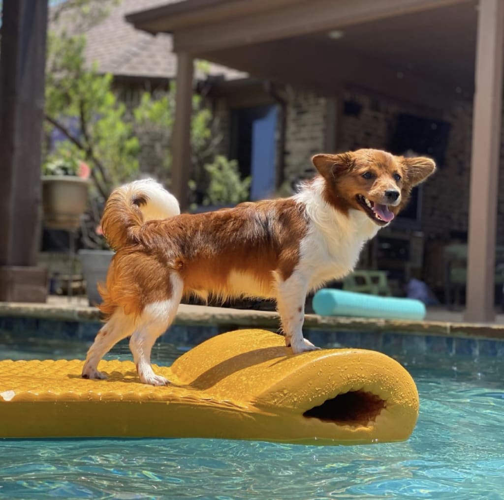 Taco_adult_in_the_pool