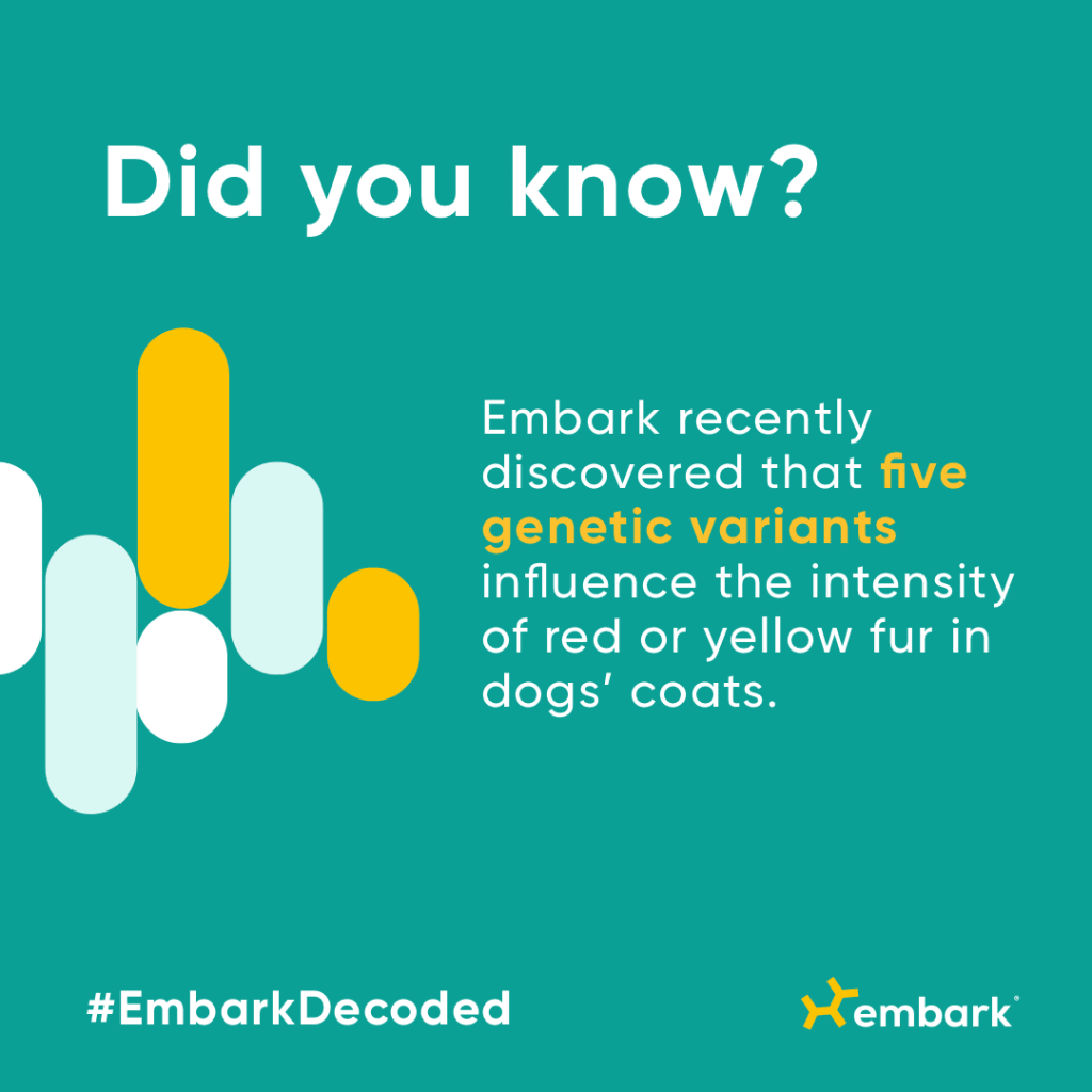 Did you know? Embark recently discovered that five genetic variants influence the intensity of red or yellow fur in dogs' coats