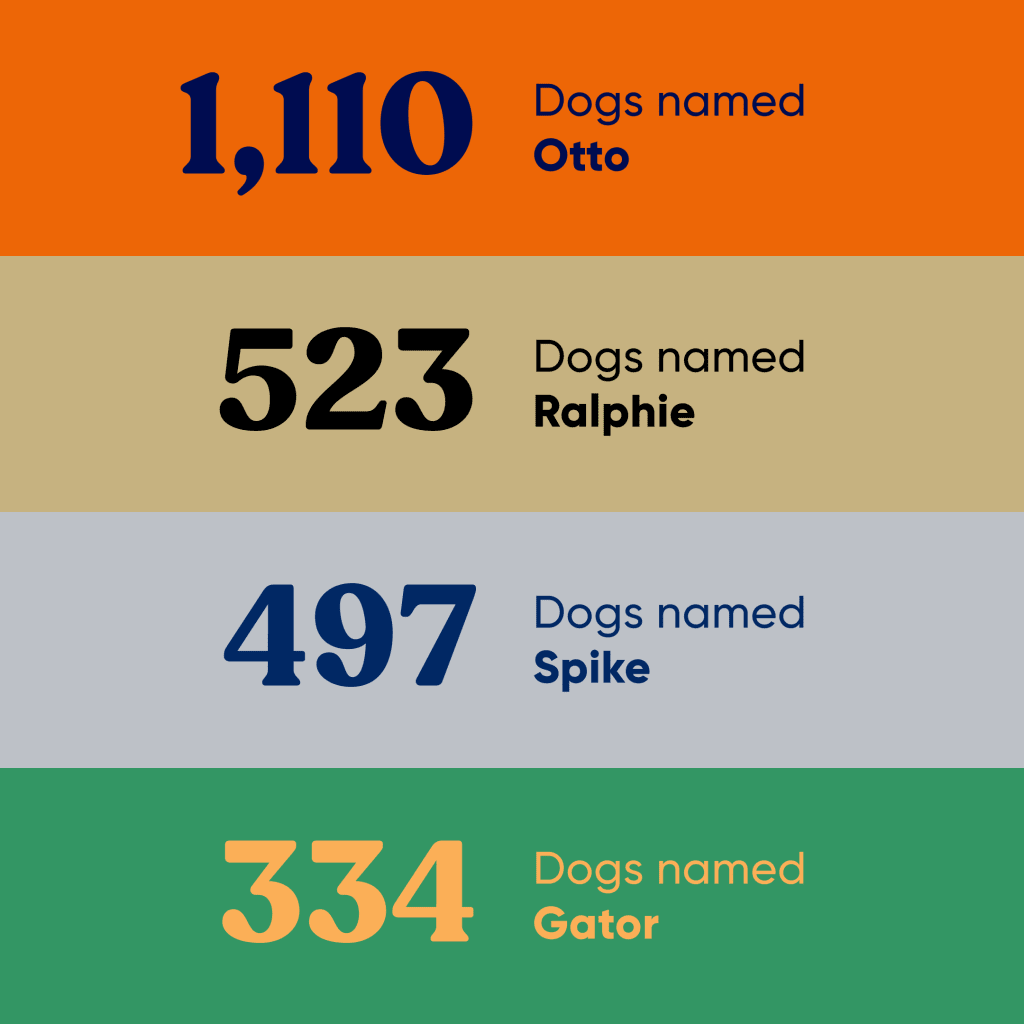 A graphic showing 1,110 dogs named Otto, 523 dogs named Ralphie, 497 dogs named Spike, 334 dogs named Gator.