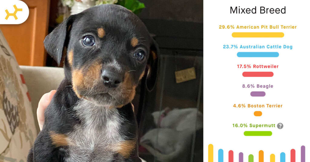 macho man puppy breed results