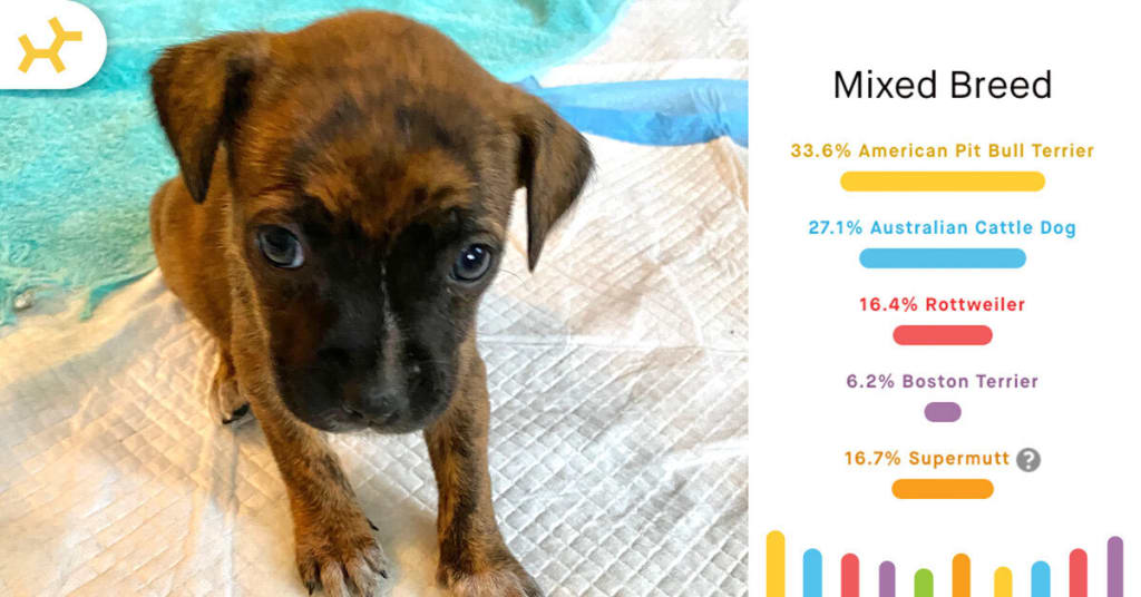pappy breed results puppy