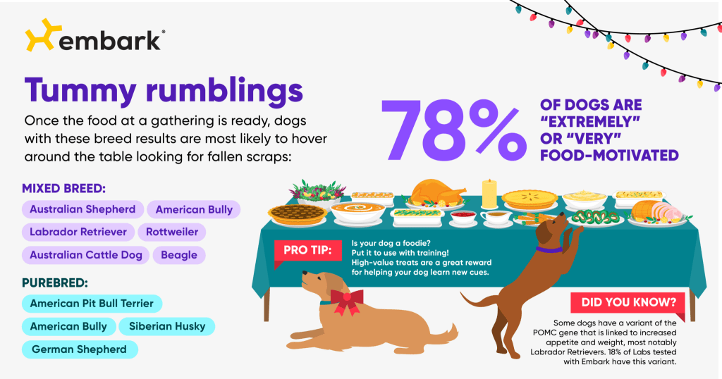 holiday routine dog food motivation