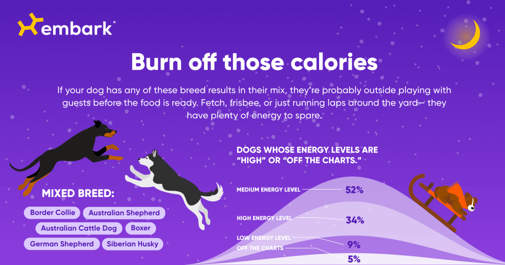 holiday routine dog energy levels