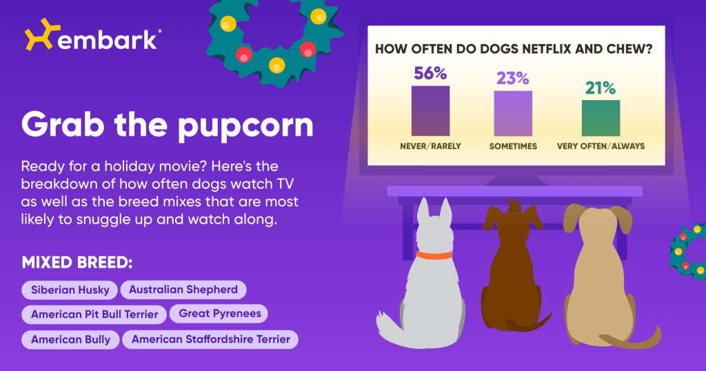 holiday routine dogs tv watch time