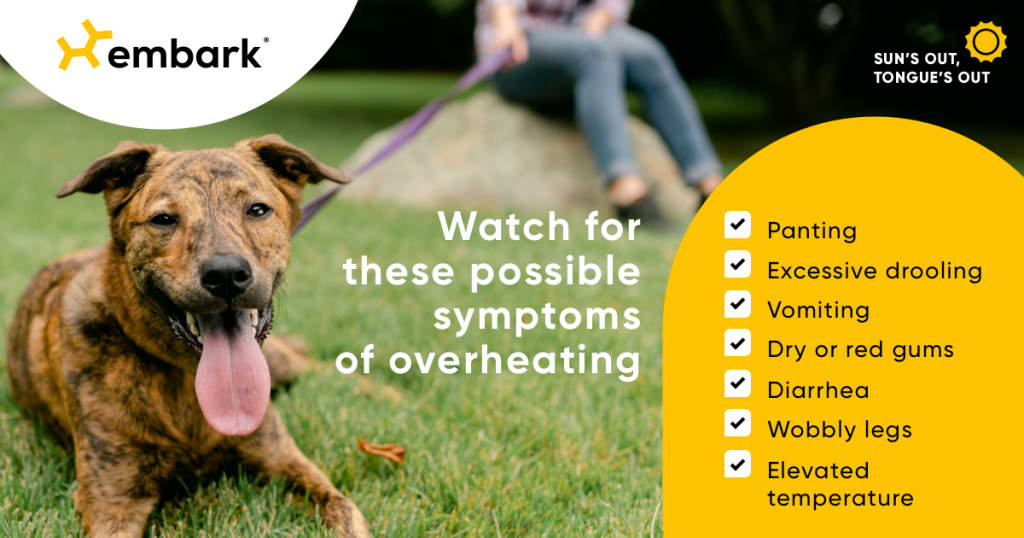 All About Overheating in Dogs Embarkvet