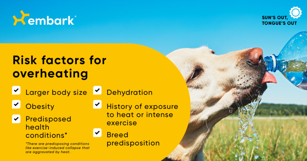 Risk factors for overheating: Larger body size, obesity, predisposed health conditions, dehydration, history of exposure to heat or intense exercise, breed predisposition.