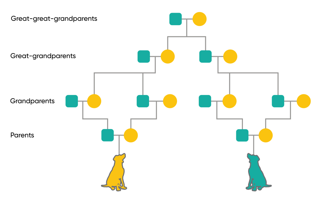 Pedigree chart with green squares and yellow circles