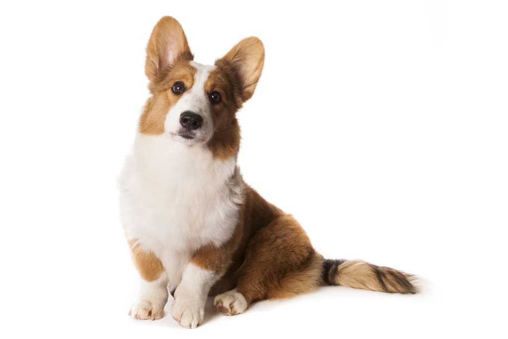 cardigan welsh corgi sitting