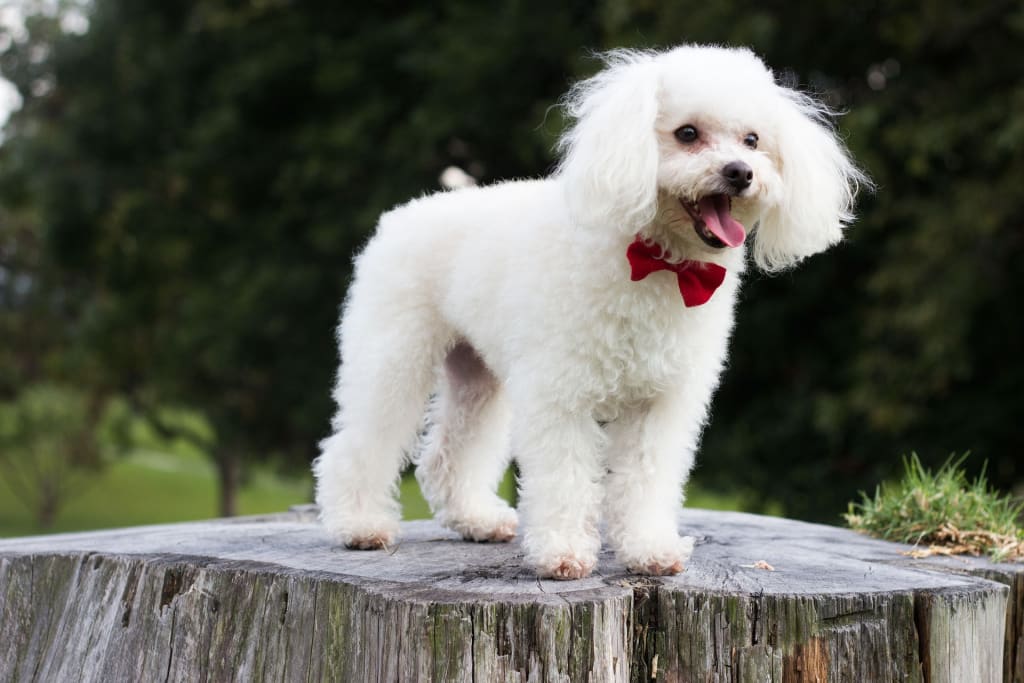 poodle on tree stump