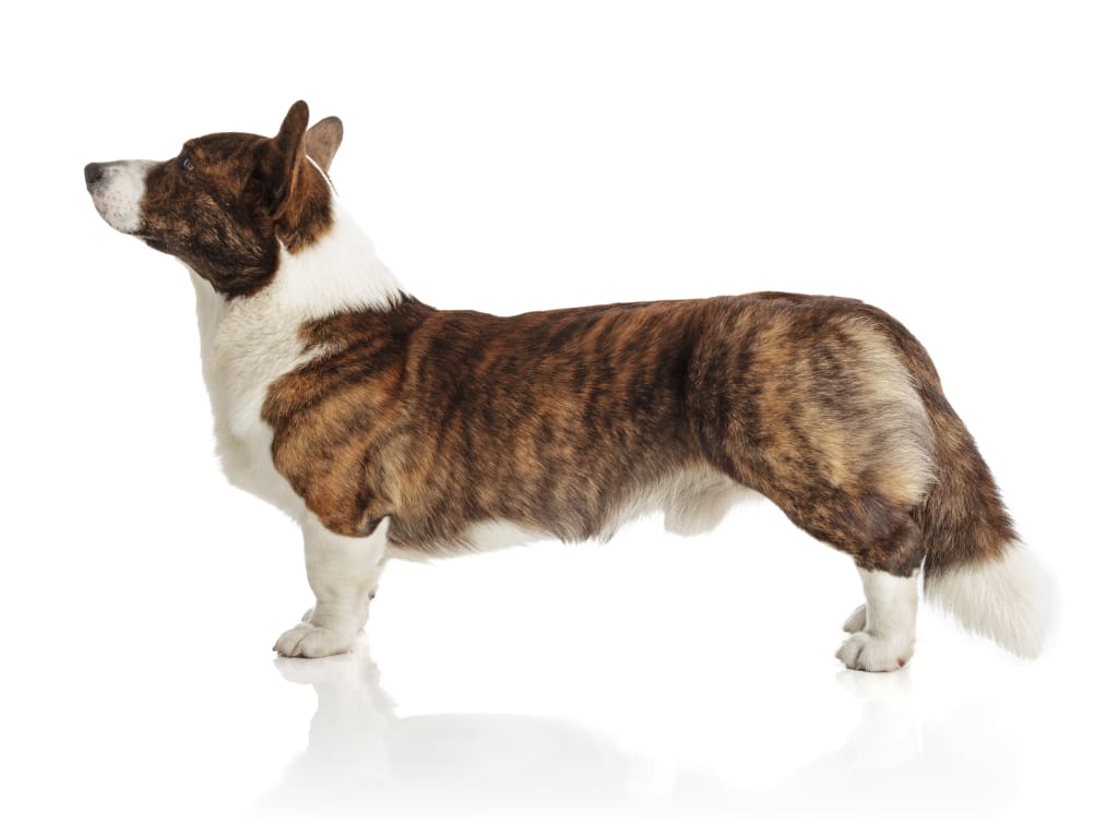 cardigan welsh corgi from the side