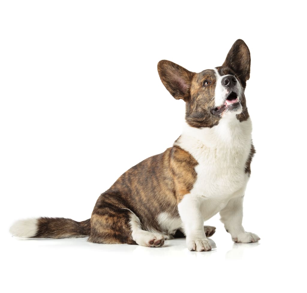 cardigan welsh corgi sitting