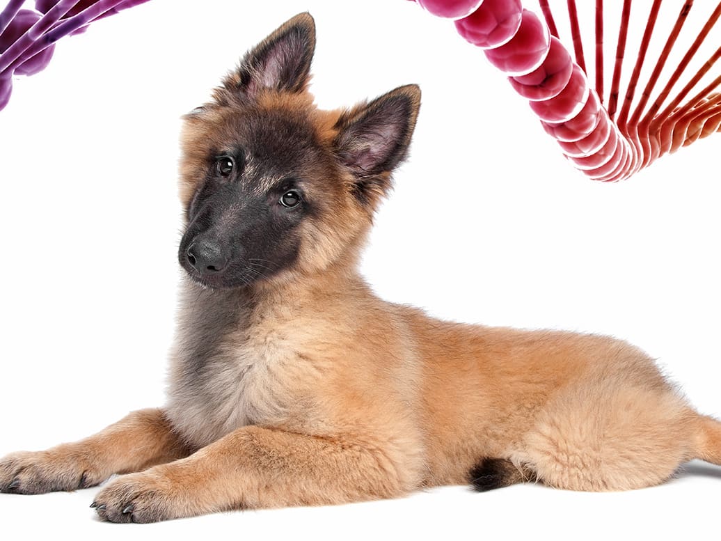 Go to "Beyond Dog DNA Tests: What Breeders Should Know About Complex Genetics" article