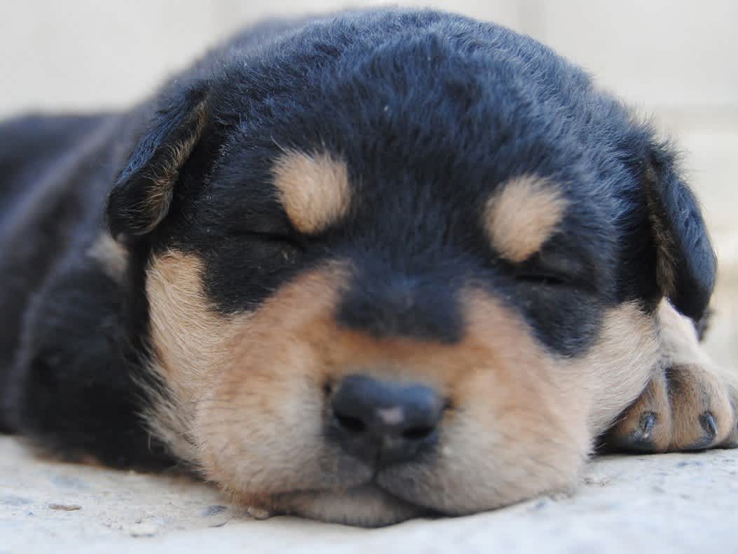 Go to "Do Dogs Really Dream?" article