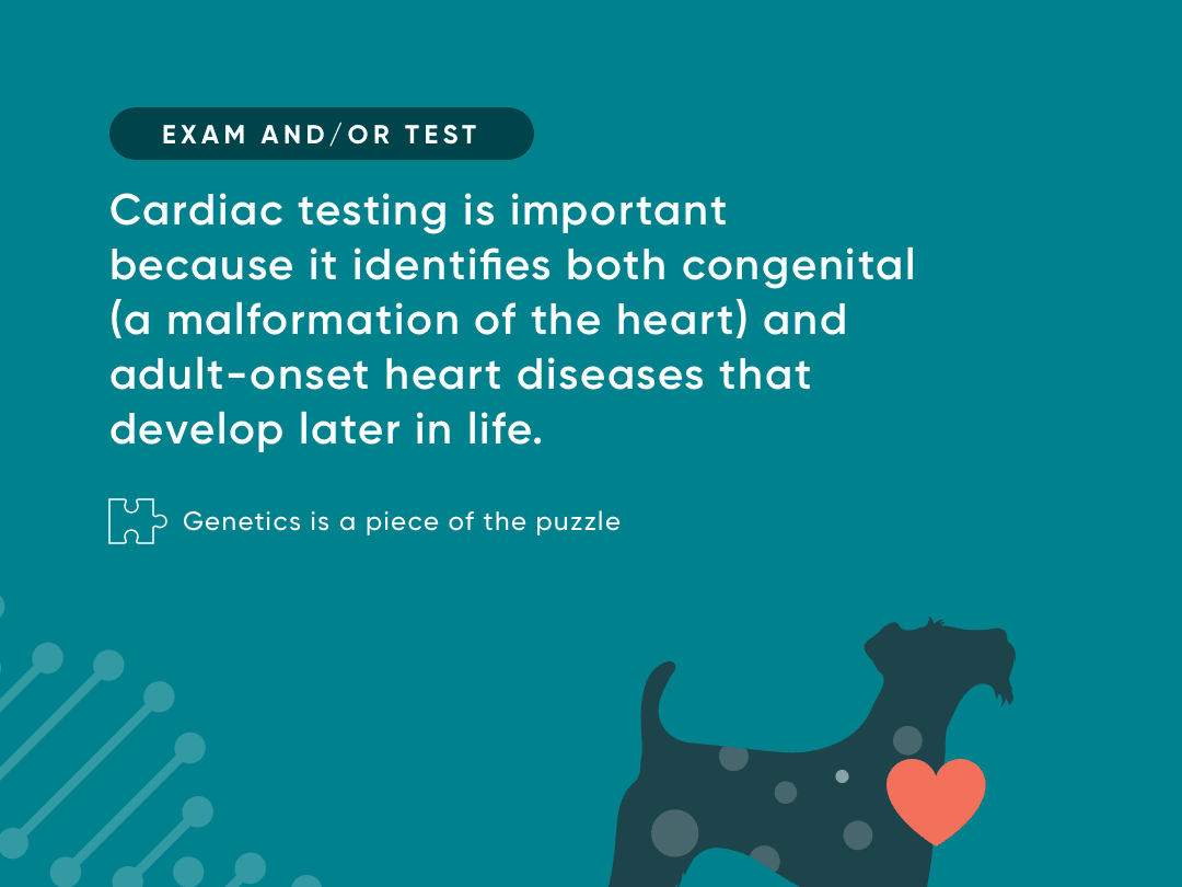 Go to "Canine Cardiac Testing Explained" article