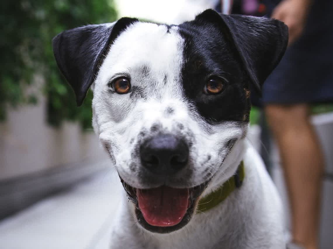 Go to "Top Dog Training Tips and Techniques" article