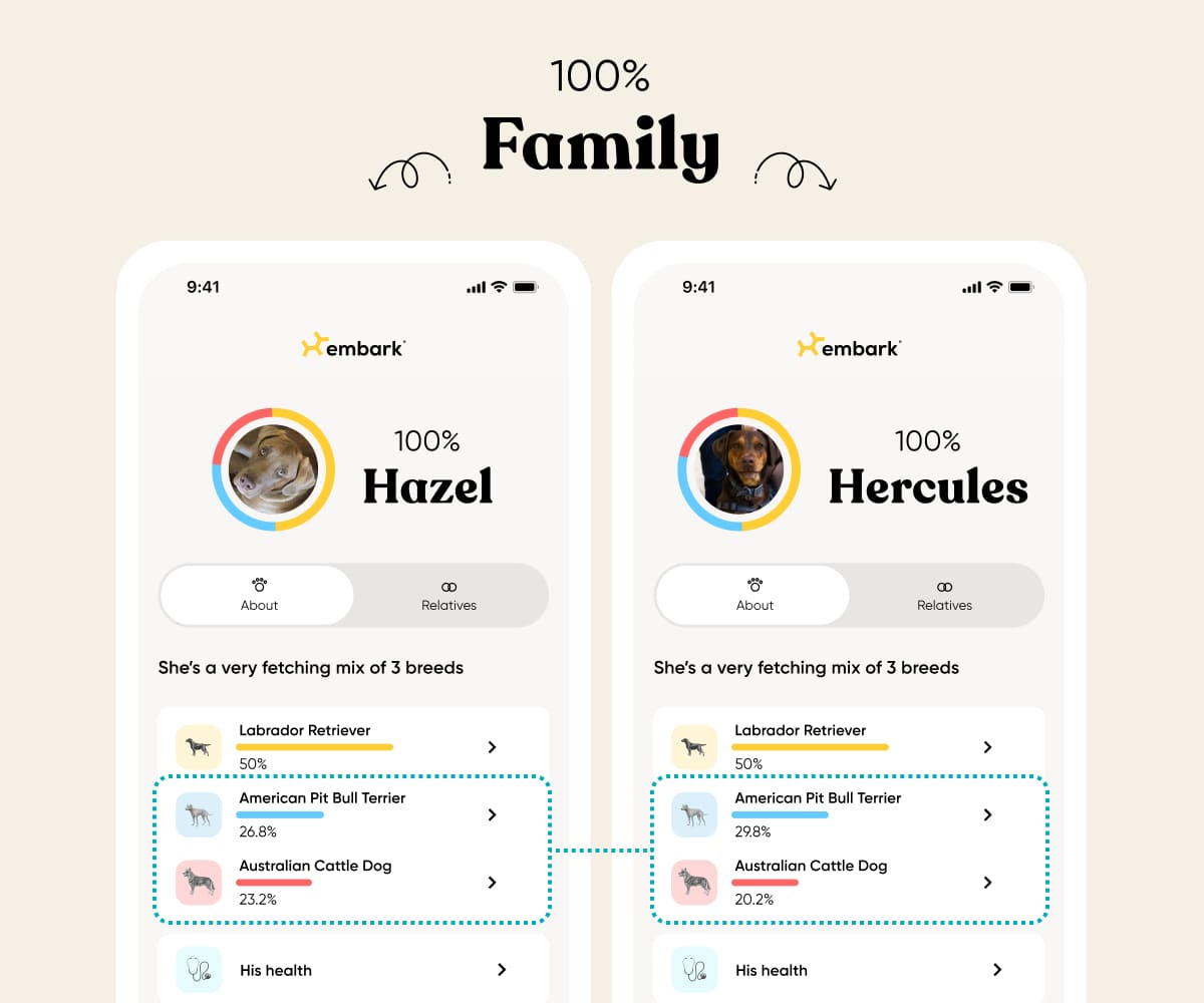 Side-by-side Embark app screenshots comparing breed results for littermates Hazel and Hercules. Both are 50% Labrador Retriever, but Hazel is 26.8% American Pit Bull Terrier and 23.2% Australian Cattle Dog, while Hercules is 29.8% American Pit Bull Terrier and 20.2% Australian Cattle Dog.