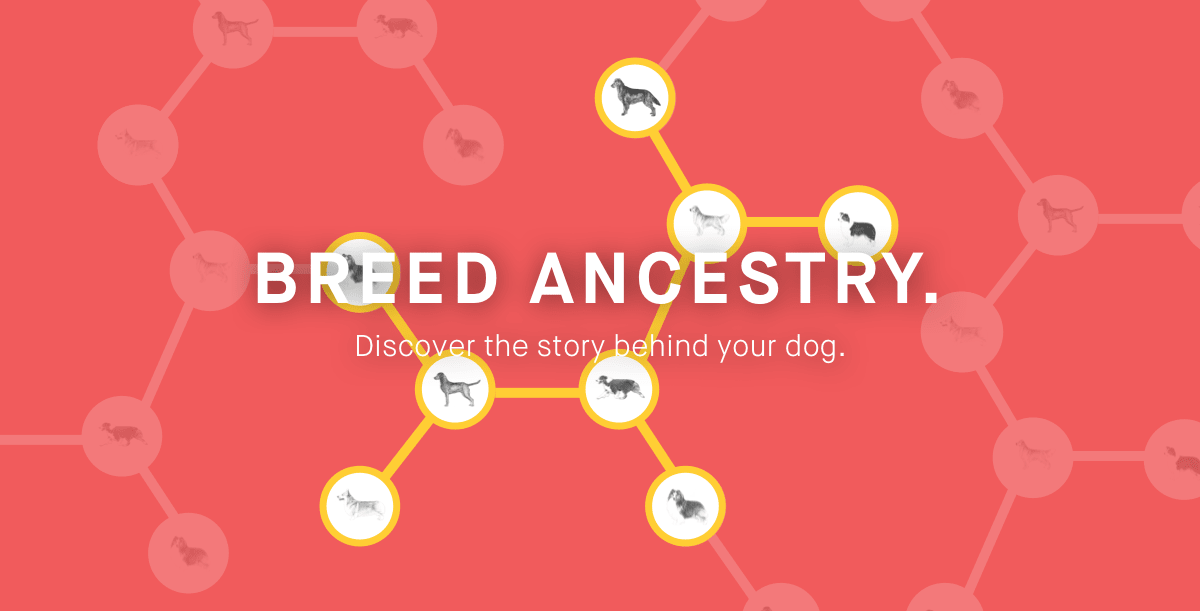Embark Breed Ancestry