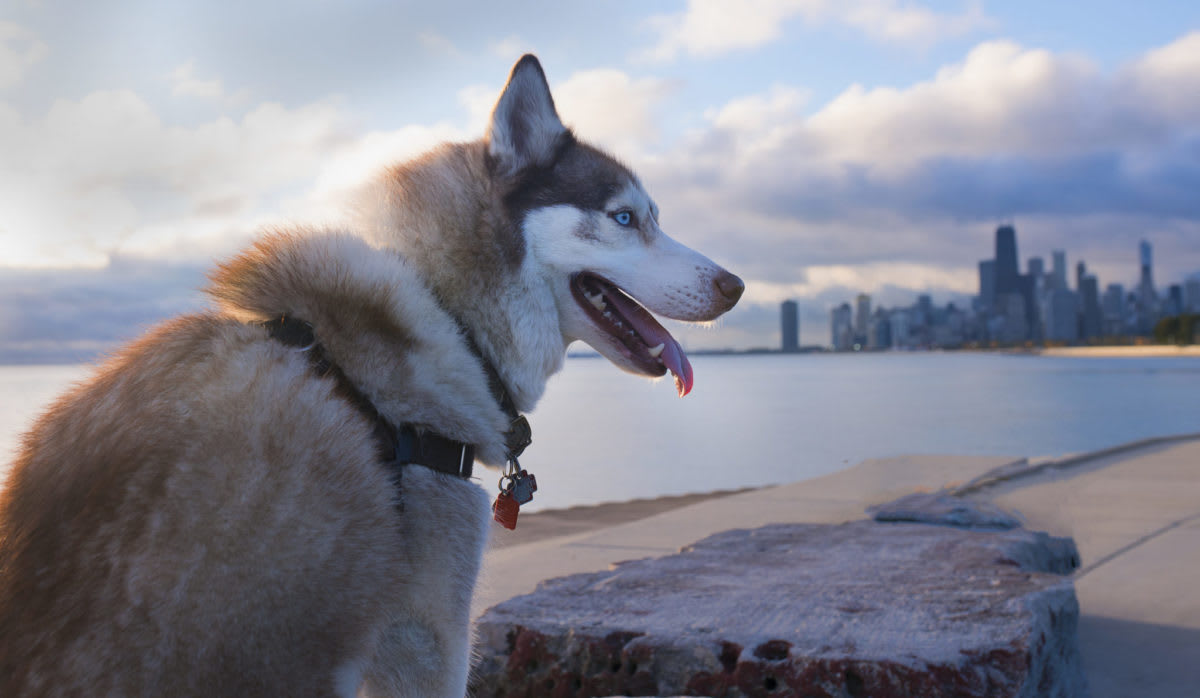 embark chicago husky