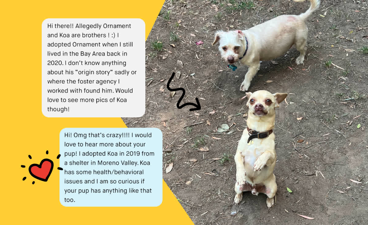 Two small light-colored dogs stand outdoors on a dirt path. Overlaid text bubbles show a conversation between two dog owners who discovered their adopted dogs are brothers through Embark DNA testing.