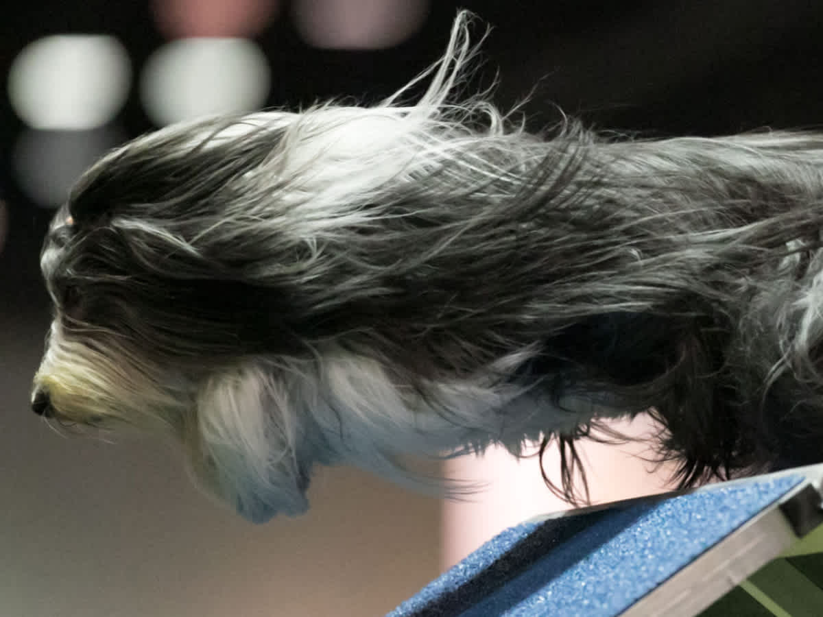 Go to "Embark Tests Multi-Talented Celebrity Dogs" article