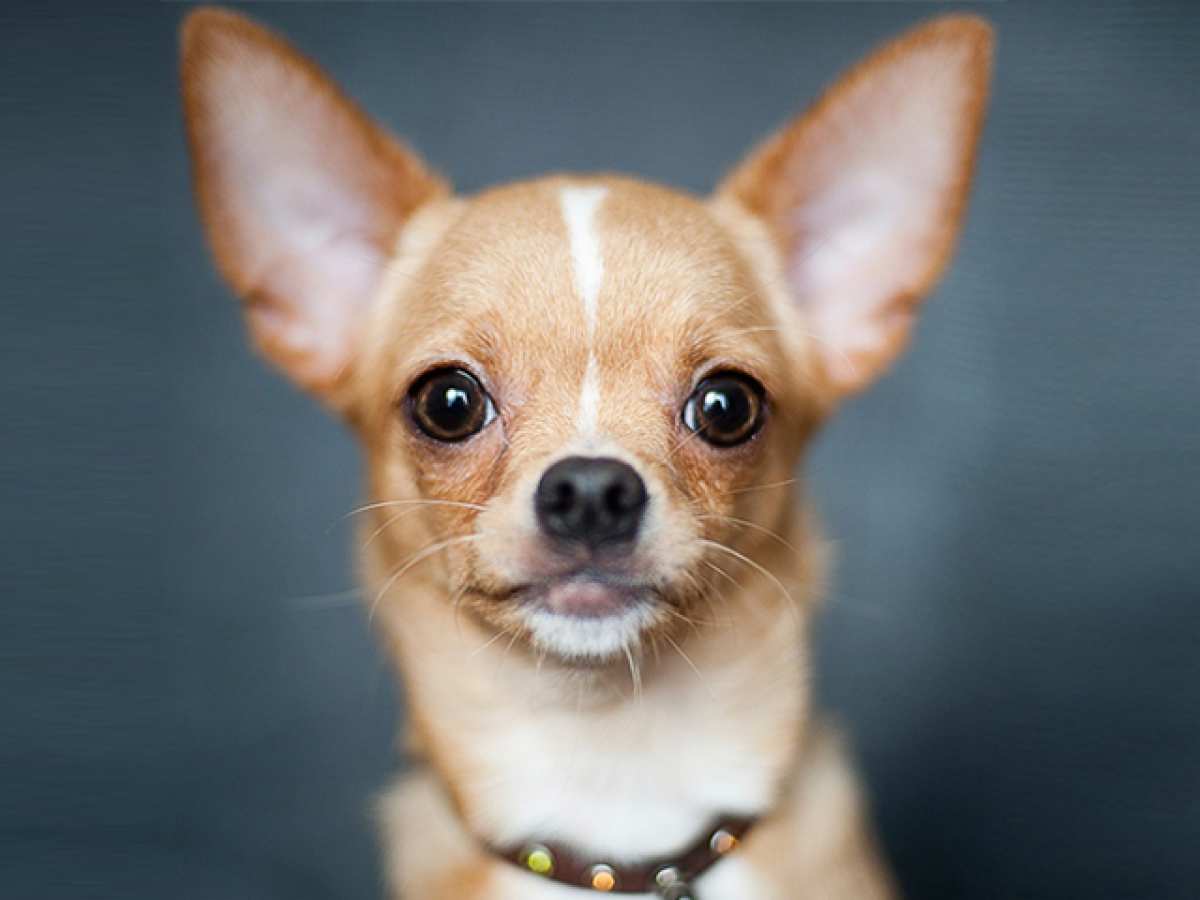 Go to "New Chat Feature to Reach Out to Other Embark Breeders" article