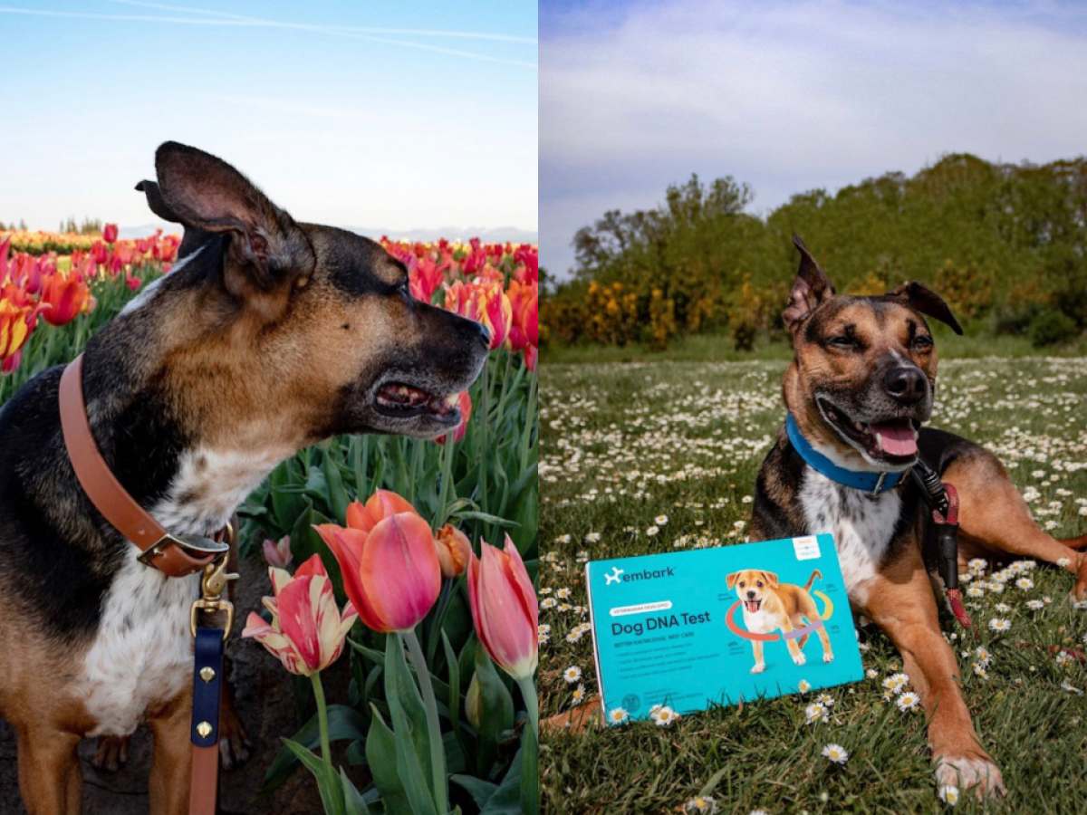 Go to "Bentley’s Breed Reveal" article