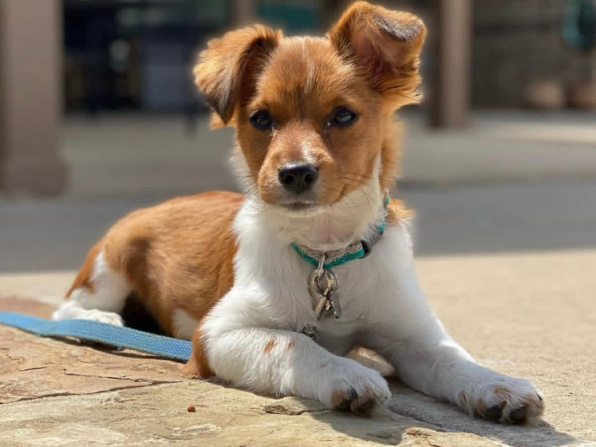 Go to "Taco’s Embark Journey" article