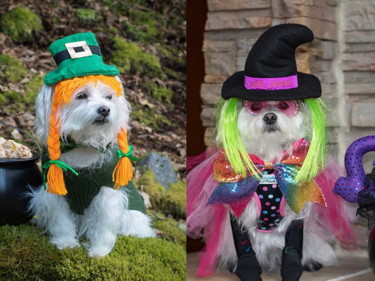 Go to "Heidi, the Queen of Halloween" article