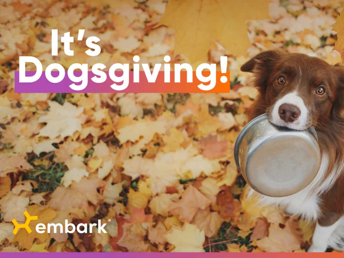 Go to "Happy Dogsgiving" article