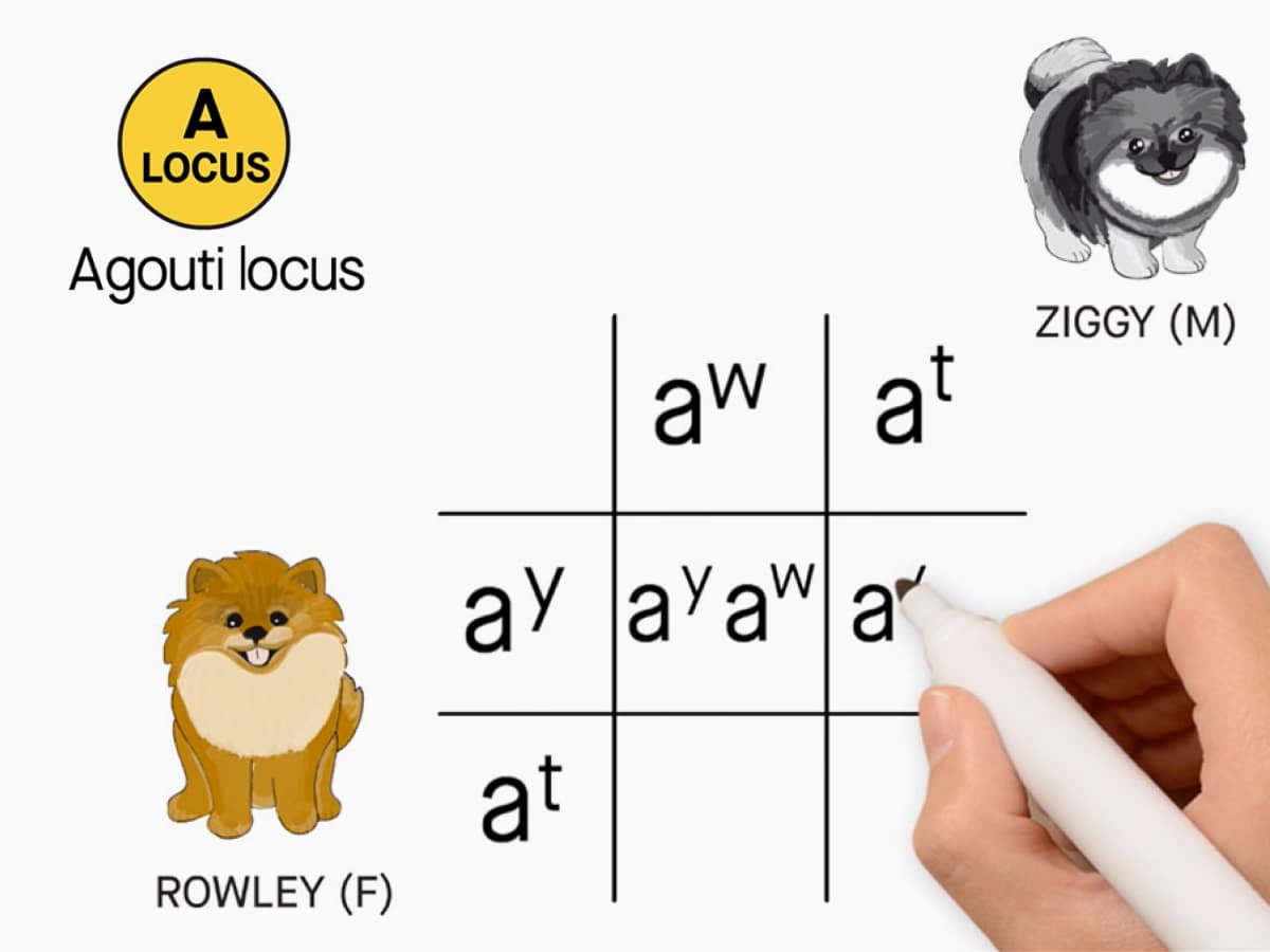 Go to "Punnett Squares and Predicting Litter Outcomes" article
