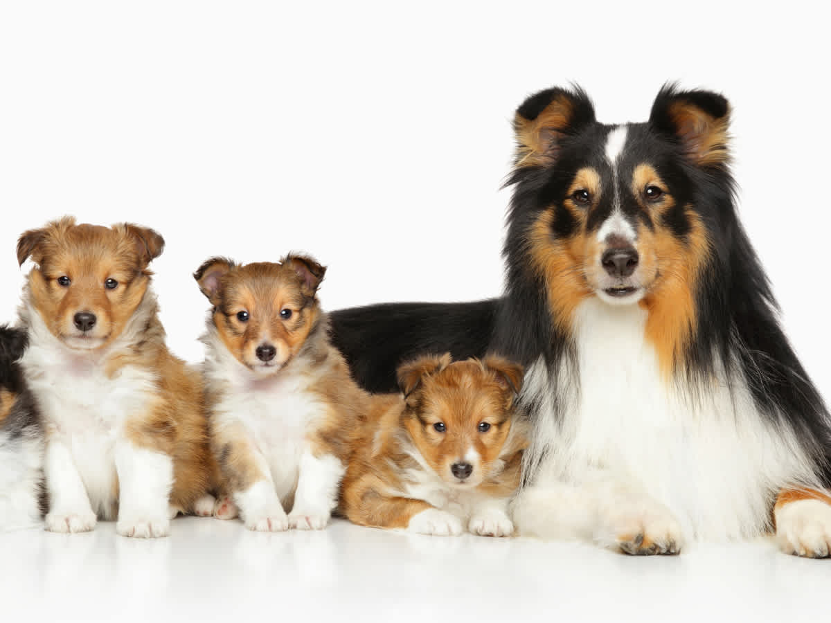 Go to "Top 5 Reasons to DNA Test Before You Breed" article
