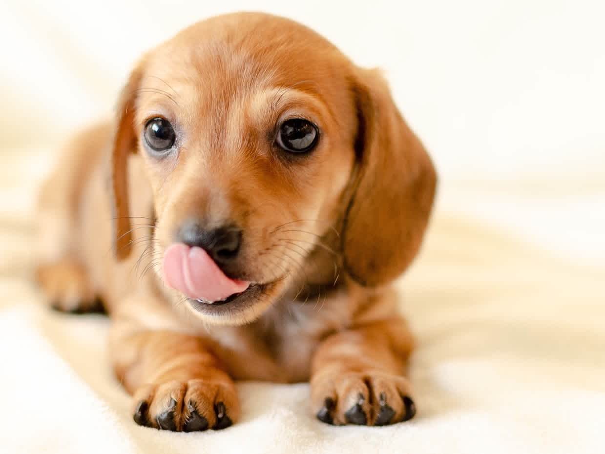 Go to "A Guide to Dachshunds" article