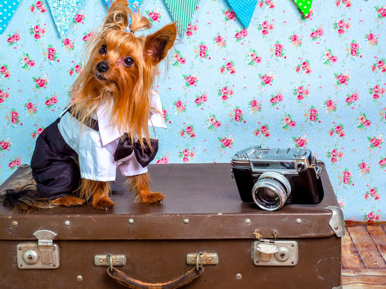 Go to "15 Tips for Traveling With Your Dog" article