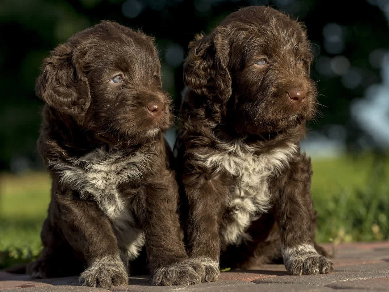 Go to "Discover Your Dog’s Genetic Relatives with Embark’s Relative Finder" article