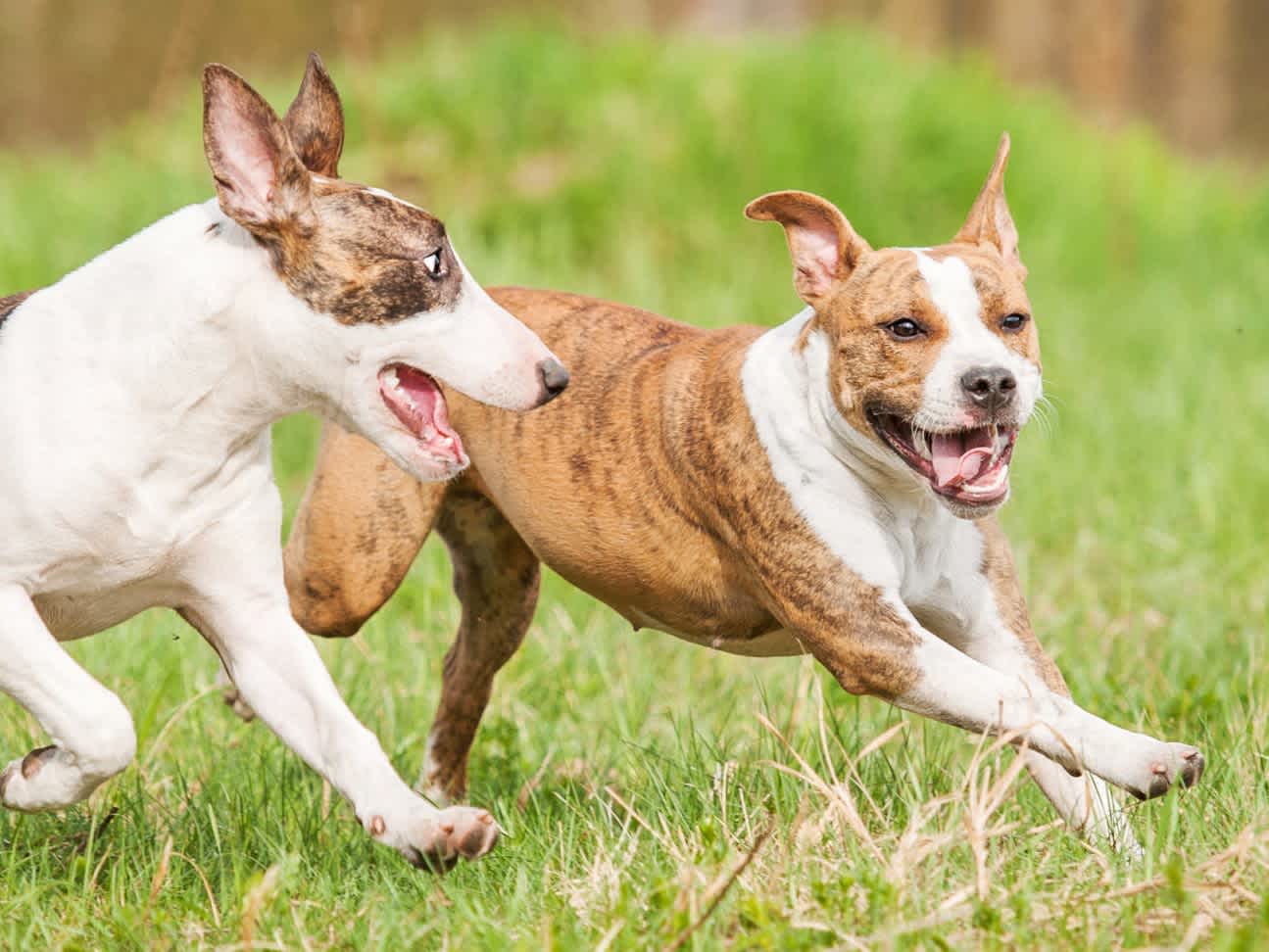Go to "How to Introduce a Second Dog to Your Home" article